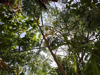 Flor del árbol de guaje