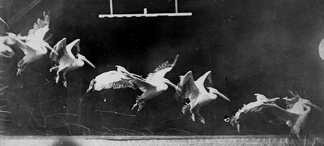 O Vôo do Pelicano 1882