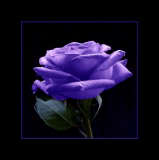 the purple rose from light