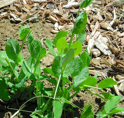 peas, Pisum sativum