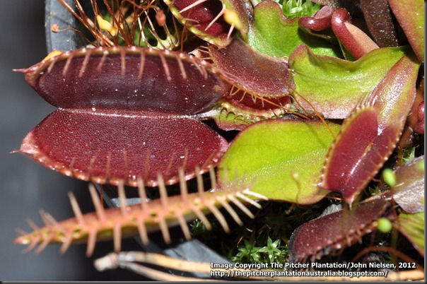 Pink venus_trap