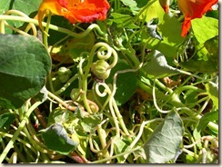 nasturtium buds