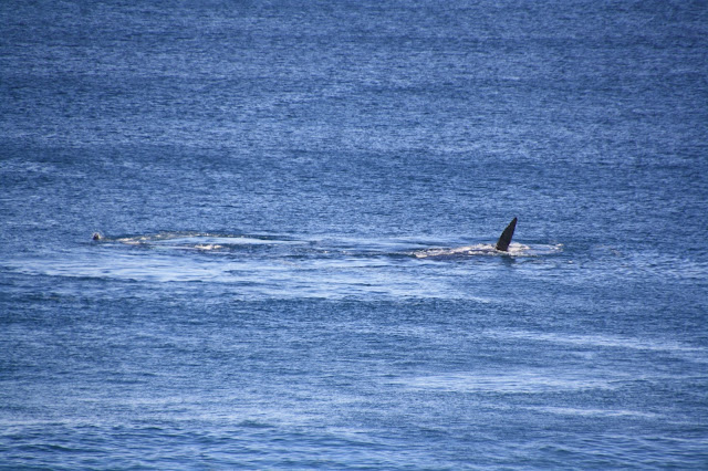 Logans Beach Whale Nursery