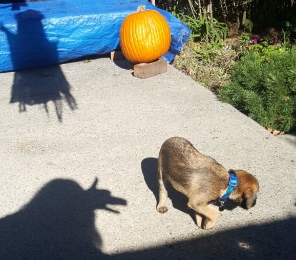 creepy dog shadow