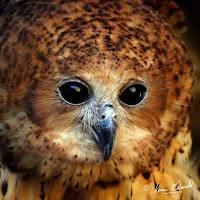 Pel's fishing owl