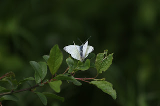 Mating Green-veined Whites