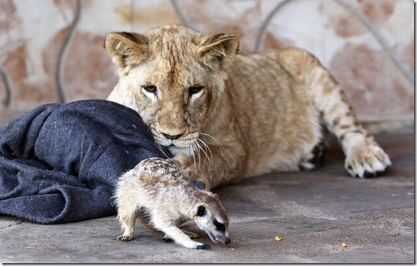 Simba e Timão na Vida Real (2)