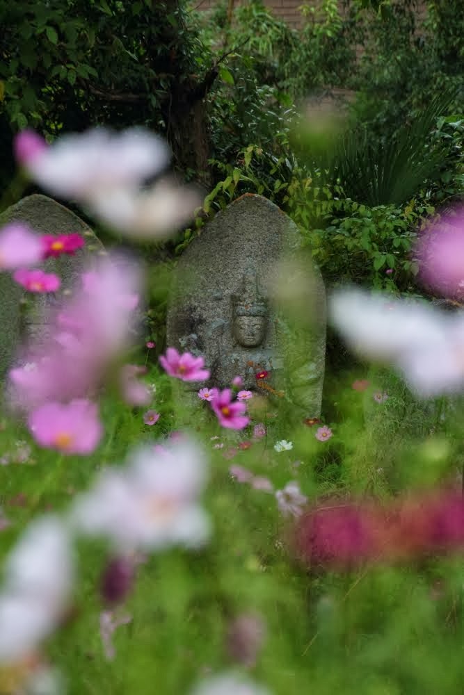 cosmos in cosmoses