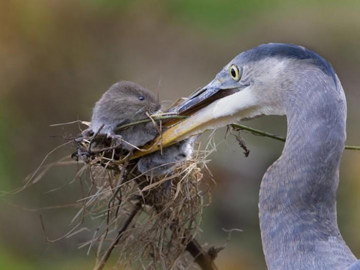 Birds and Animals - Awesome Photographs...