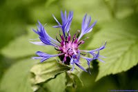 Centaurée ou bleuet des montagnes