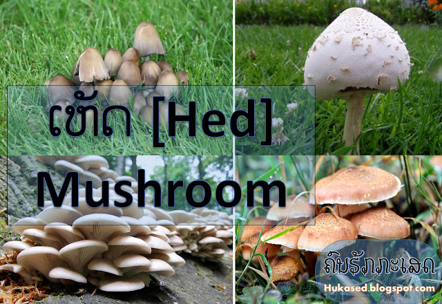 http://hukased.blogspot.com/2016/09/hed-mushroom.html