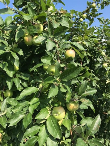 Zestars in July at Lapacek's Orchard