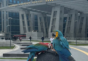 Turchia: pappagalli in tribunale per una causa di divorzio, ripetevano: "Mio marito non c'è, vieni a casa" 