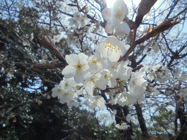 光に輝く山桜の花