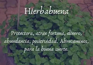 Plantas sanadoras - Hierbabuena