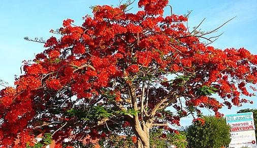 Harga Pohon Flamboyan Merah 4 Meter Qvb