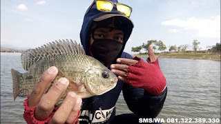 Essen Ikan Nila Galatama Aroma Walang Sangit