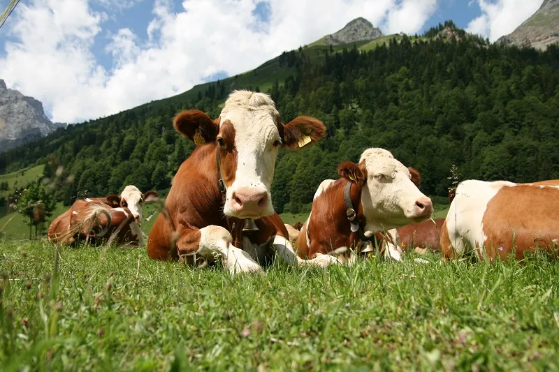 Vacas de Basã