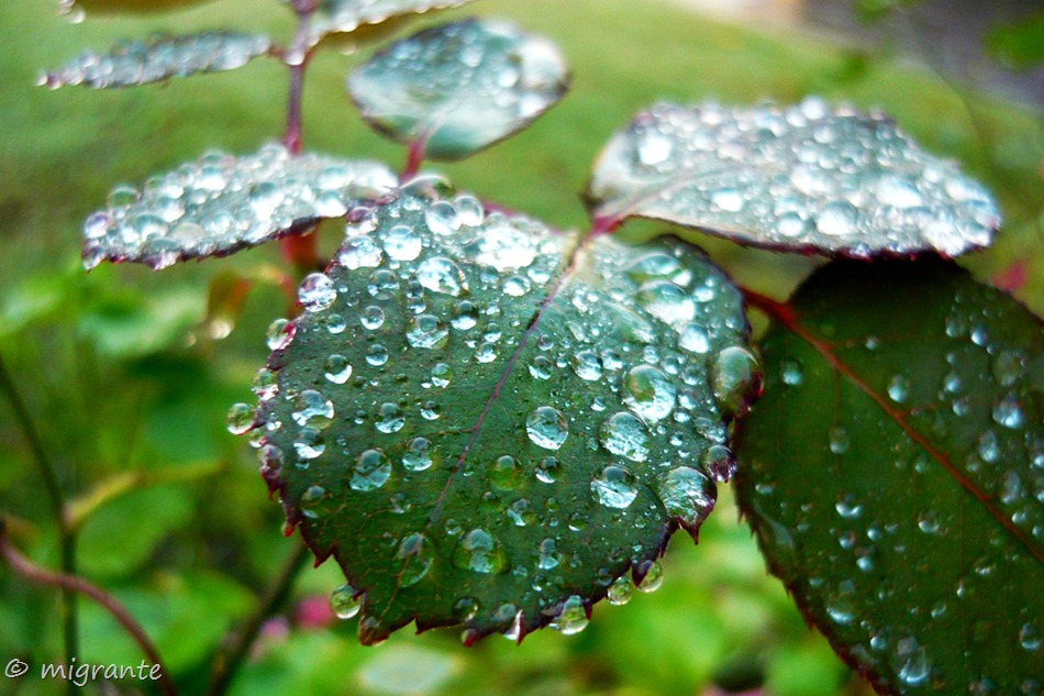 gotas de rocío - montevideo - uruguay