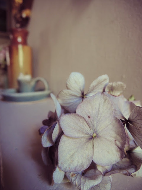 How to dry Hydrangea flowers