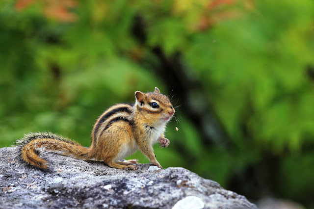 CANON EOS-1DX　EF100-400mm F4.5-5.6L IS USM　ISO:1600　F:8　Tv:1/400s