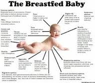Exclusive Breast Feeding
