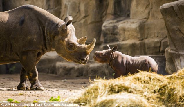 Mom and Baby Rhino at Lincoln Park Zoo