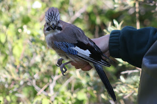 Adult Jay