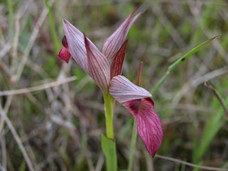 Orquídea (Serapias lingua)