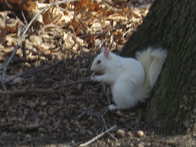 albino Squirrel