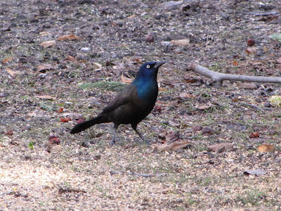 common grackle female. tattoo hair Female Common