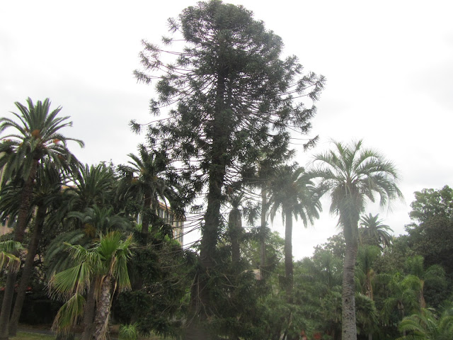 Araucaria bidwillii