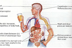 EFFECT OF ALCOHOL ON THE BLOOD