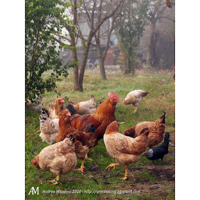 Gruppo di galline Boffa, anno 2009