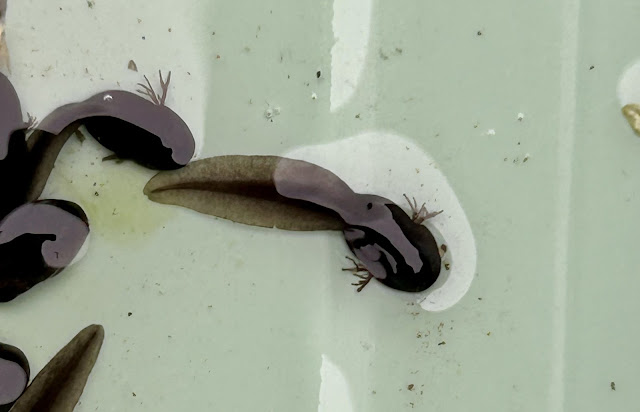 close up photo of tadpole and external gills