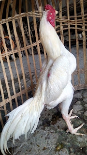 Ayam Bangkok Kinantan Putih, kinantan putih, ayam kinantan putih
