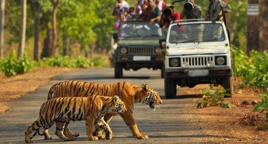 Jim Corbett Safari