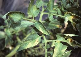 Tomato Fungus