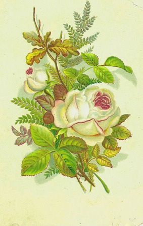 whiteroses