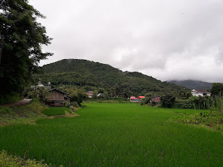 cultivos de arroz en Tailandia
