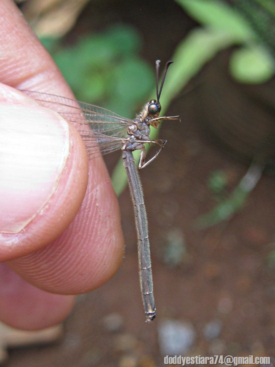 Myrmeleonidae_antlion_undur-undur_4