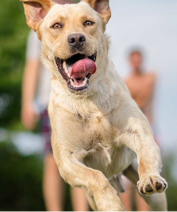 Tulsa, Oklahoma is dog friendly