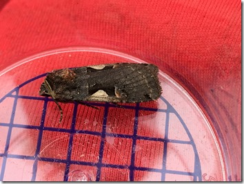 Setaceous Hebrew character