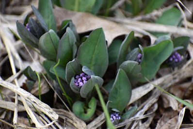 Bluebells