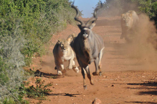 Lions and Deer