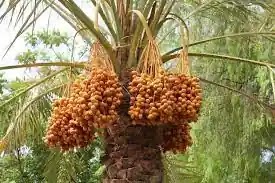 Dates On Date Palm Tree . 20 benefits of dates