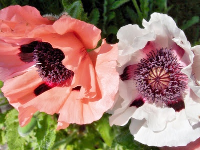 Pink and White Large Poppies