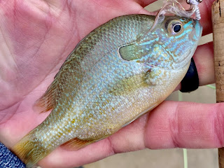 Longear Sunfish, Longear Sunfish ID, Longear Sunfish Identification, Sunfish ID, Sunfish Identification, Longear Sunfish on the Fly, Fly Fishing for Longear Sunfish, Sunfish on the Fly, Sunfish of Texas, Texas Sunfish Identification, Texas Fly Fishing, Fly Fishing Texas, Texas Freshwater Fly Fishing, Pat Kellner