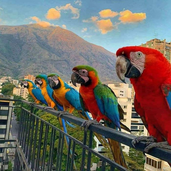 In Caracas (Venezuela), bright city dwellers macaw parrots