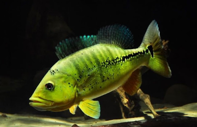 pakan ikan peacock bass